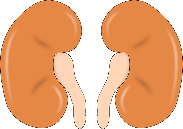 KIDNEYS