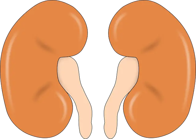 Kidney picture 